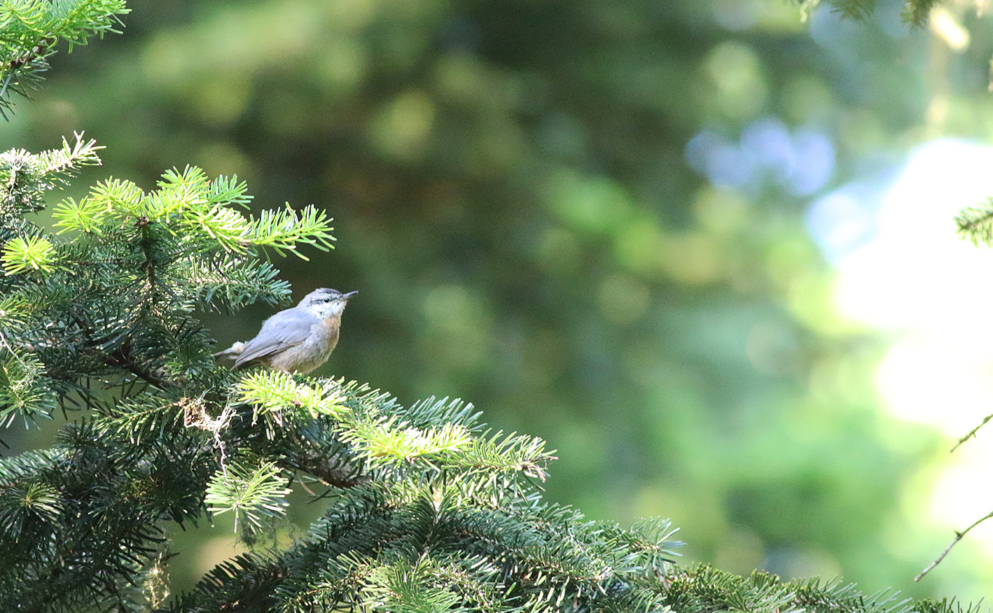Krüper's Nuthatch